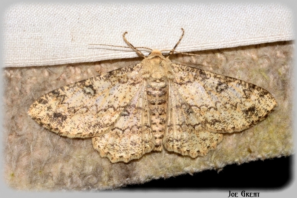Ascotis selenaria - holdas faaraszoló