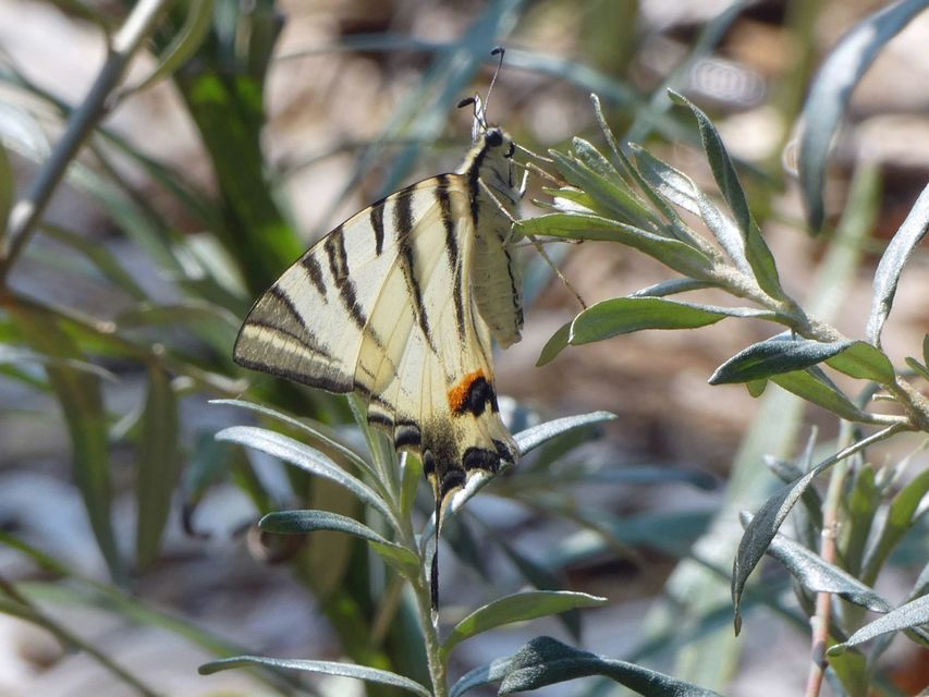 Iphiclides podalirius - kardoslepke