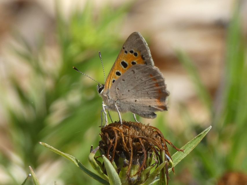 Lycaena phlaeas - közönséges tűzlepke