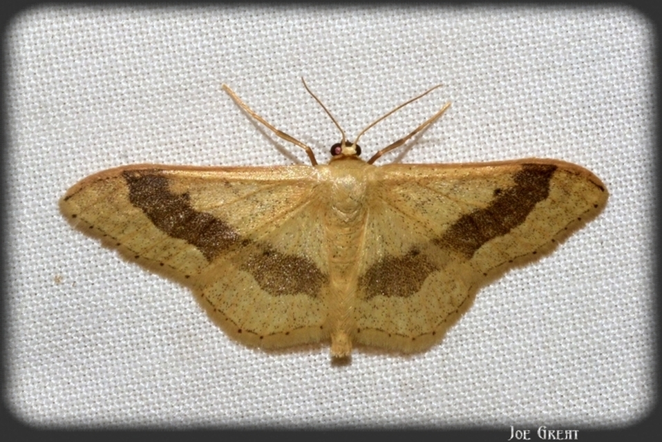 Idaea aversata - nagy sávosaraszoló