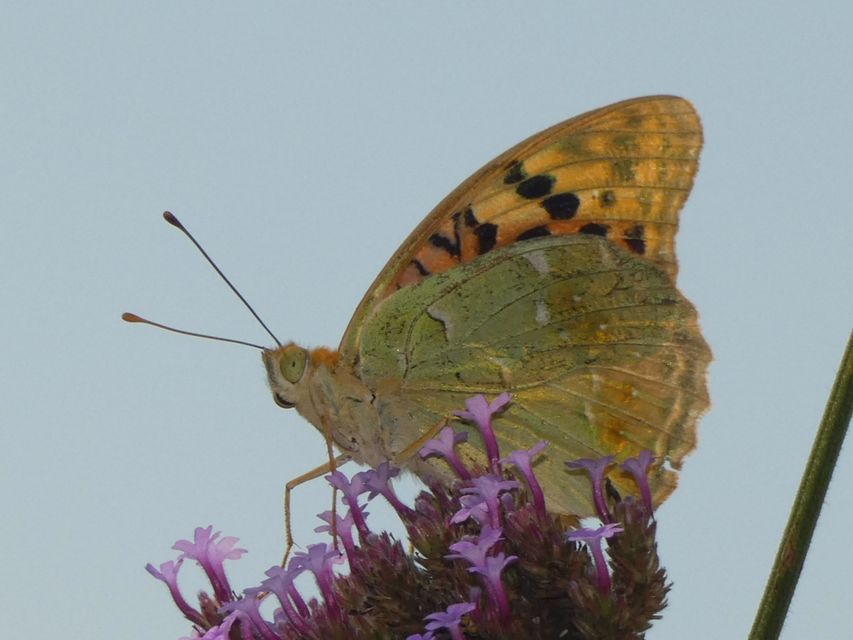 Argynnis pandora - zöldes gyöngyházlepke