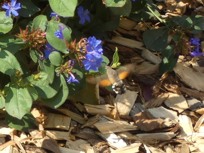 Macroglossum stellatarum - kacsafarkú szender