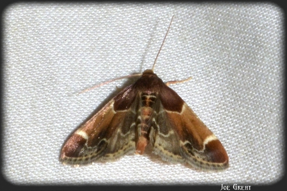 Pyralis farinalis - lisztilonca