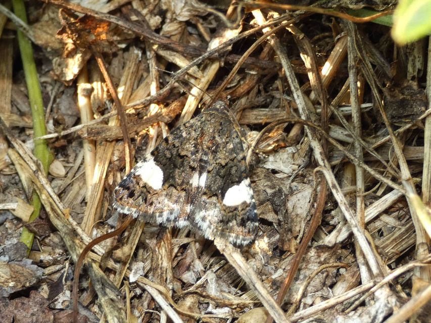Tyta luctuosa - fekete nappalibagoly