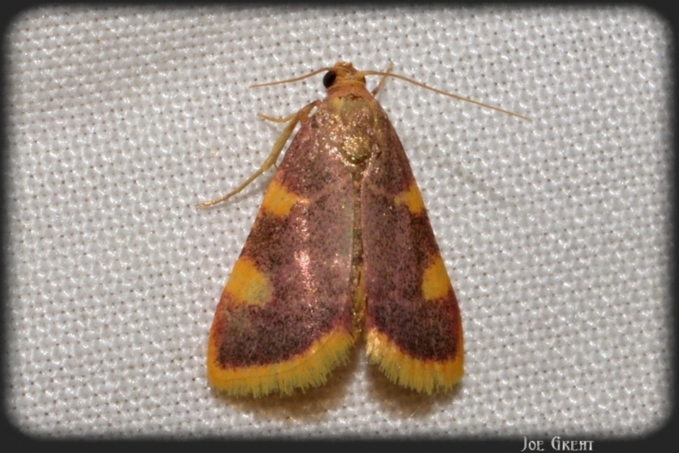 Hypsopygia costalis - szénailonca
