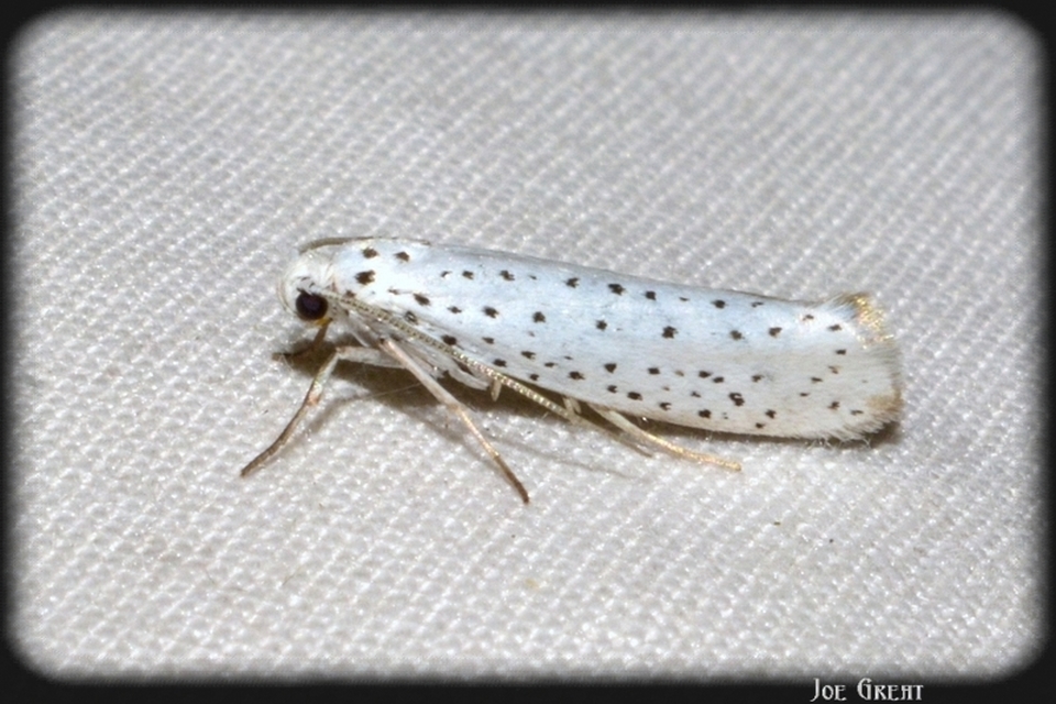Yponomeuta