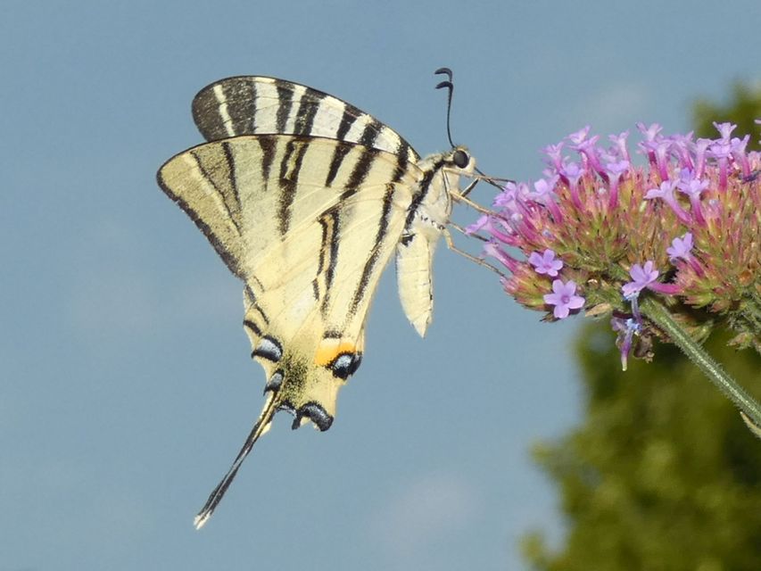 Iphiclides podalirius - kardoslepke