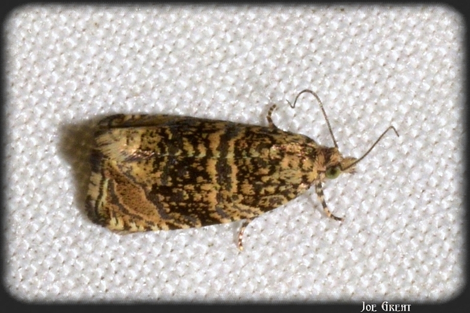 Celypha lacunana - vízparti tükrösmoly
