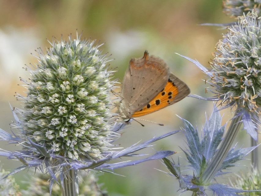 Lycaena phlaeas - közönséges tűzlepke