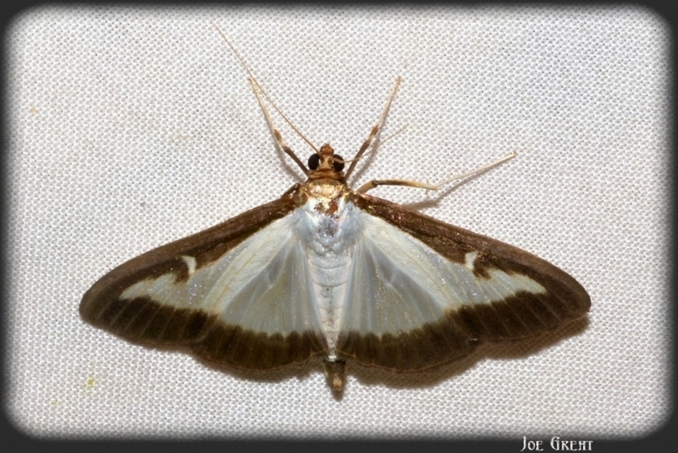 Cydalima perspectalis - puszpáng-tűzmoly