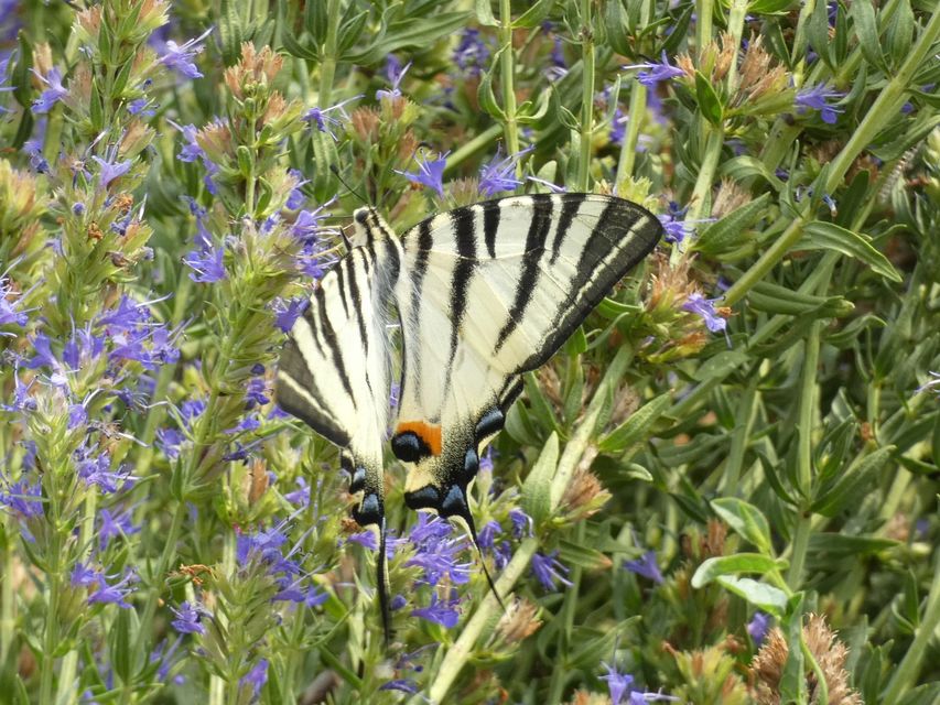 Iphiclides podalirius - kardoslepke