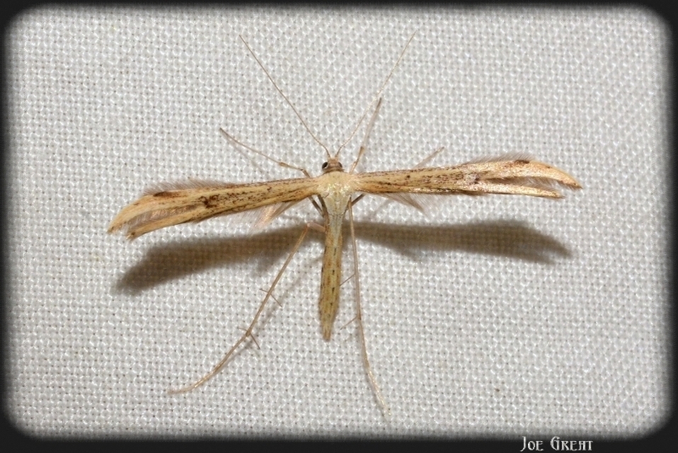 Pterophoridae - tollasmolyfélék