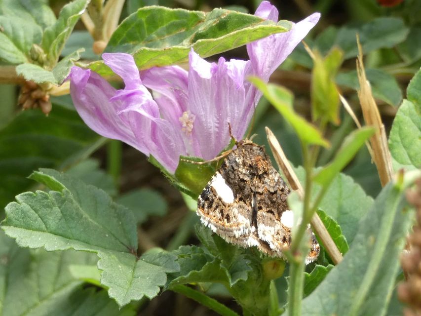 Tyta luctuosa - fekete nappalibagoly