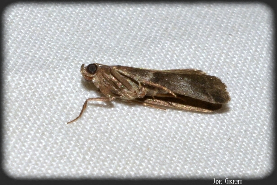 Pyralidae - fényiloncák