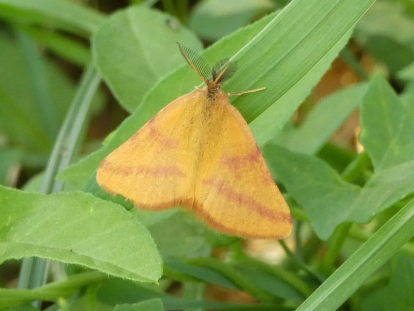Lythria purpuraria - bíborsávos araszoló