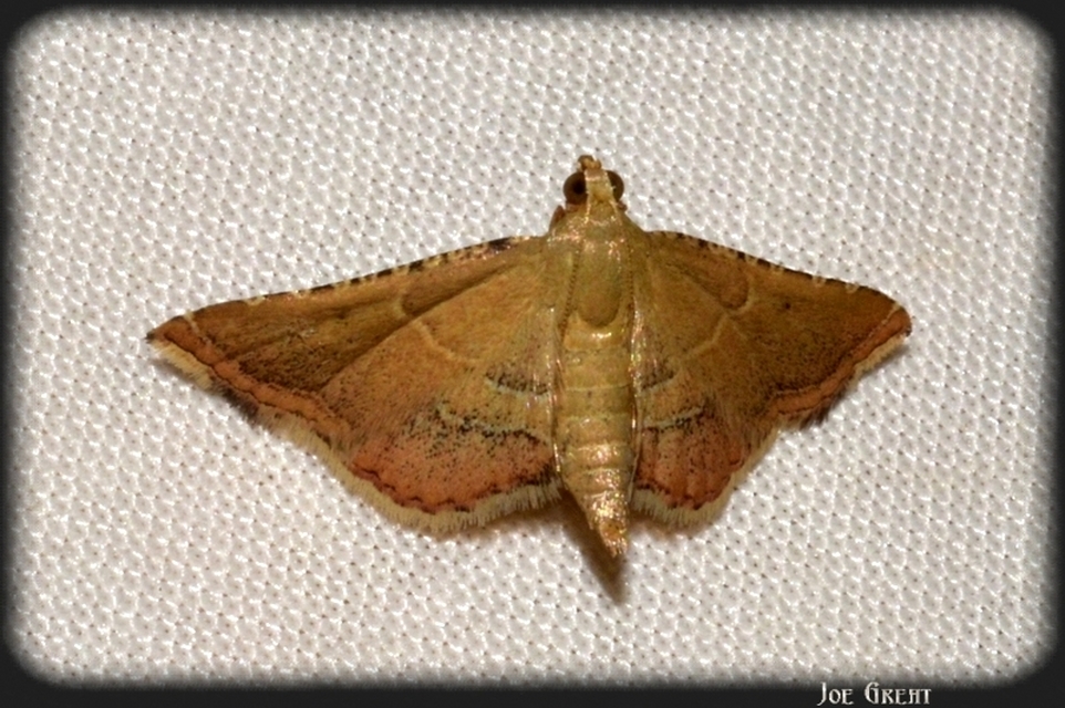 Endotricha flammealis - tüzesszárnyú fényilonca