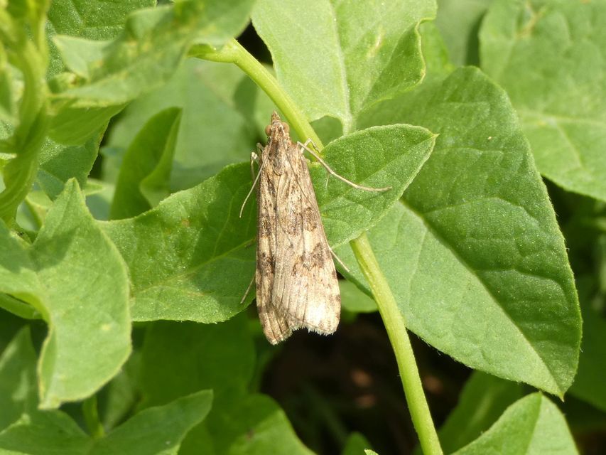 Nomophila noctuella - közönséges vándormoly