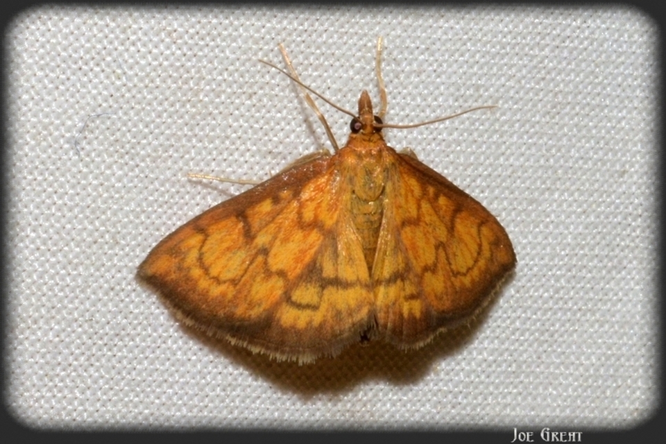 Ecpyrrhorrhoe rubiginalis - rozsdavörös tűzmoly
