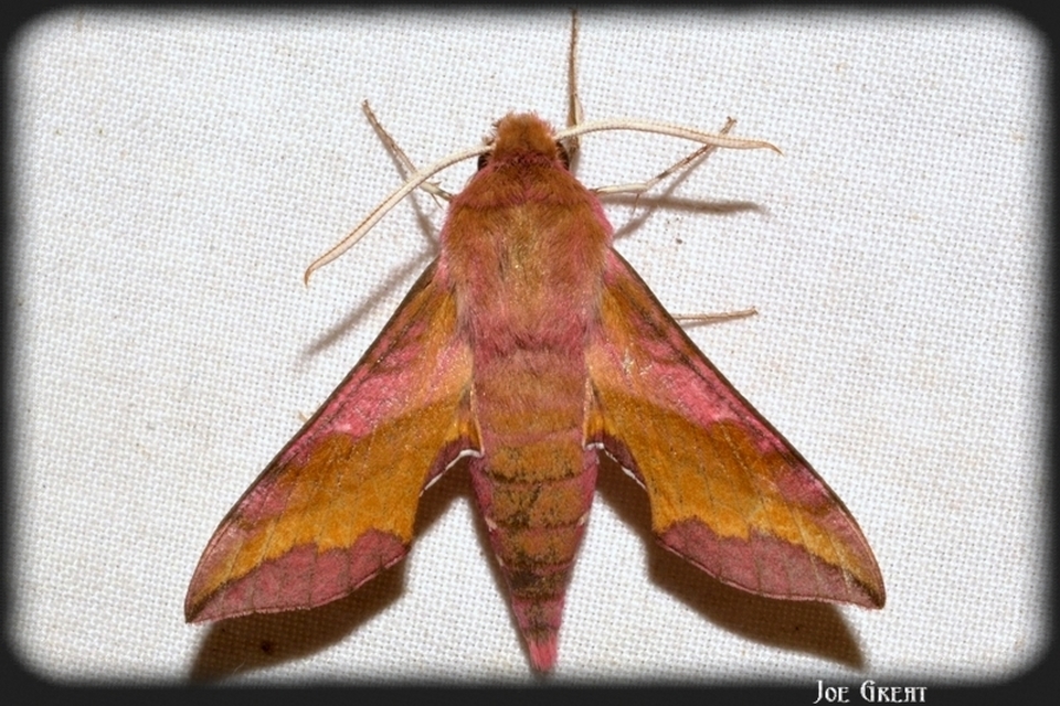 Deilephila porcellus - piros szender