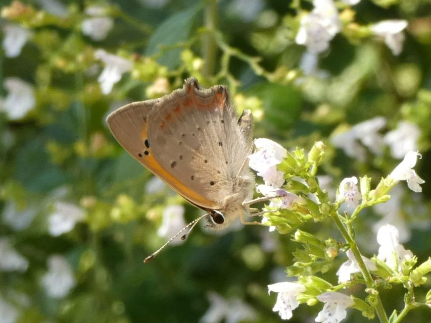 Lycaena phlaeas - közönséges tűzlepke