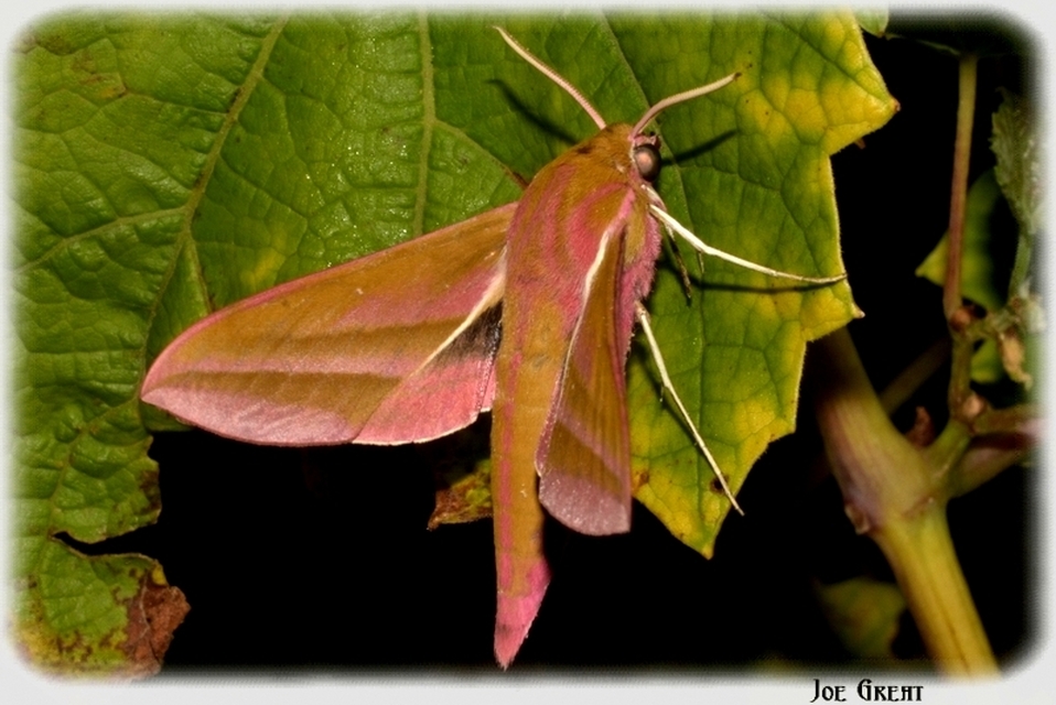 Deilephila elpenor - szőlőszender