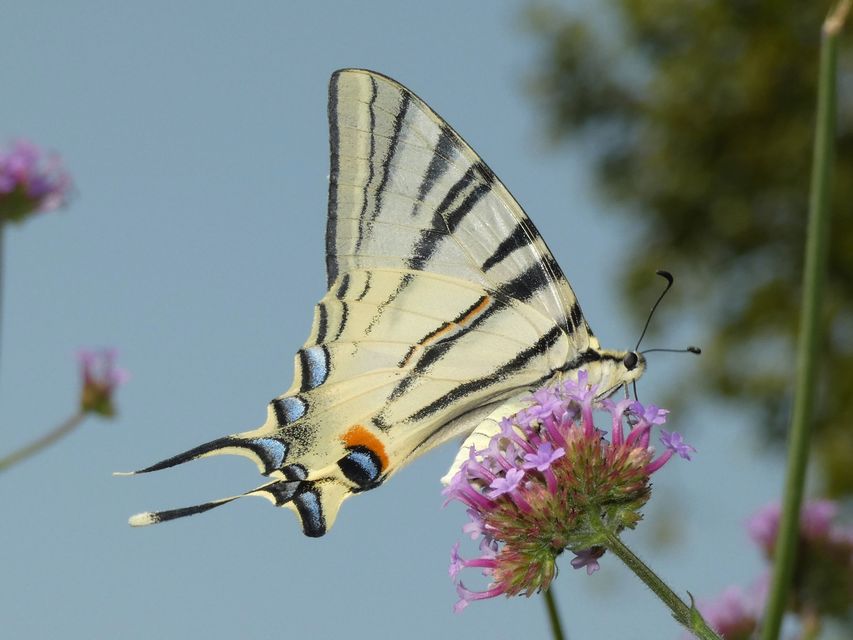 Iphiclides podalirius - kardoslepke