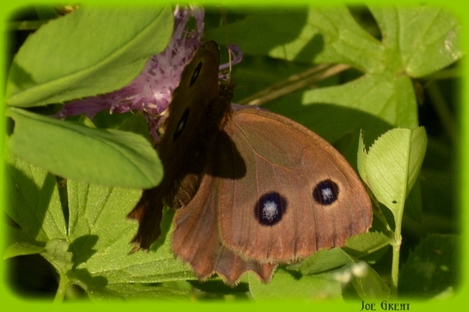 Minois dryas - fekete szemeslepke