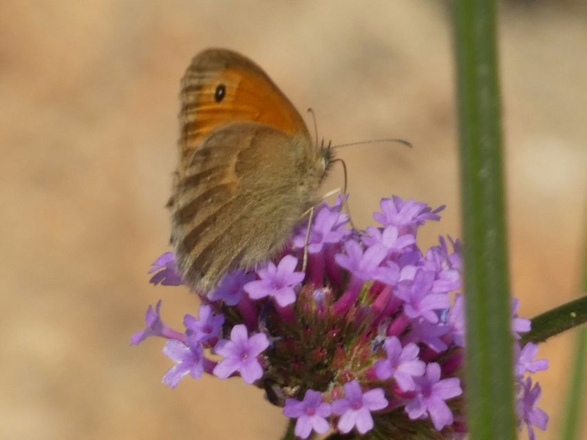 Coenonympha pamphilus - kis szénalepke