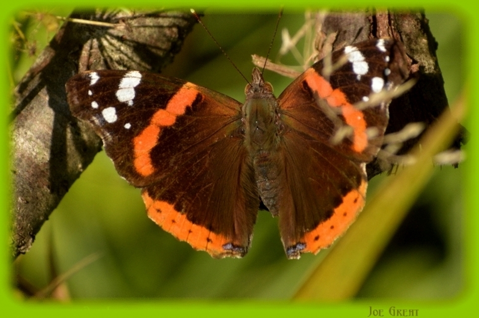Vanessa atalanta - atalantalepke