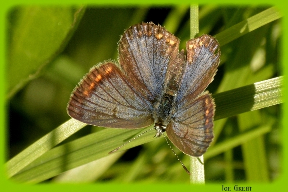 Polyommatus icarus - közönséges boglárka