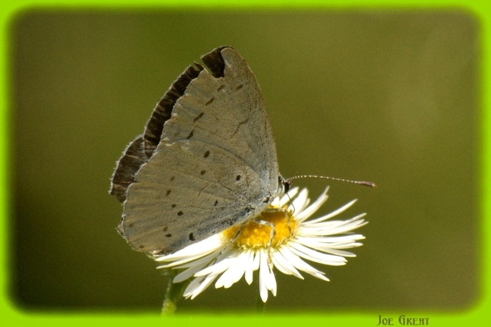 Celastrina argiolus - bengeboglárka