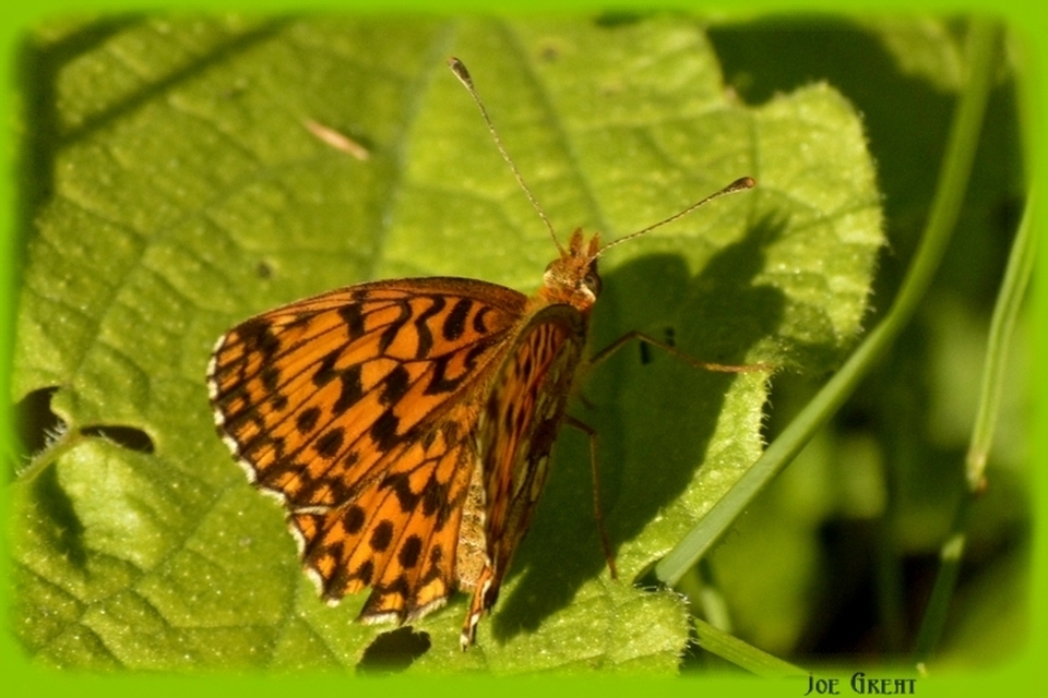 Boloria dia - kis gyöngyházlepke