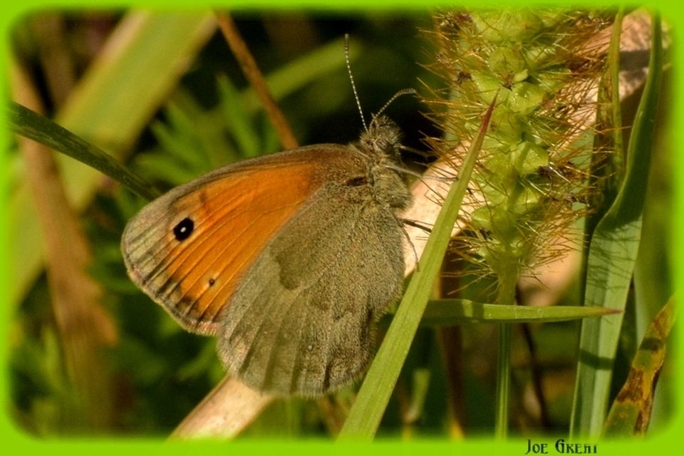 Coenonympha pamphilus - kis szénalepke