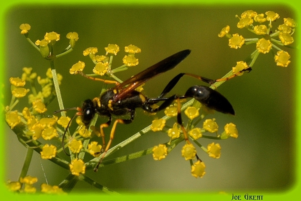 Sceliphron caementarium - feketenyelű lopódarázs