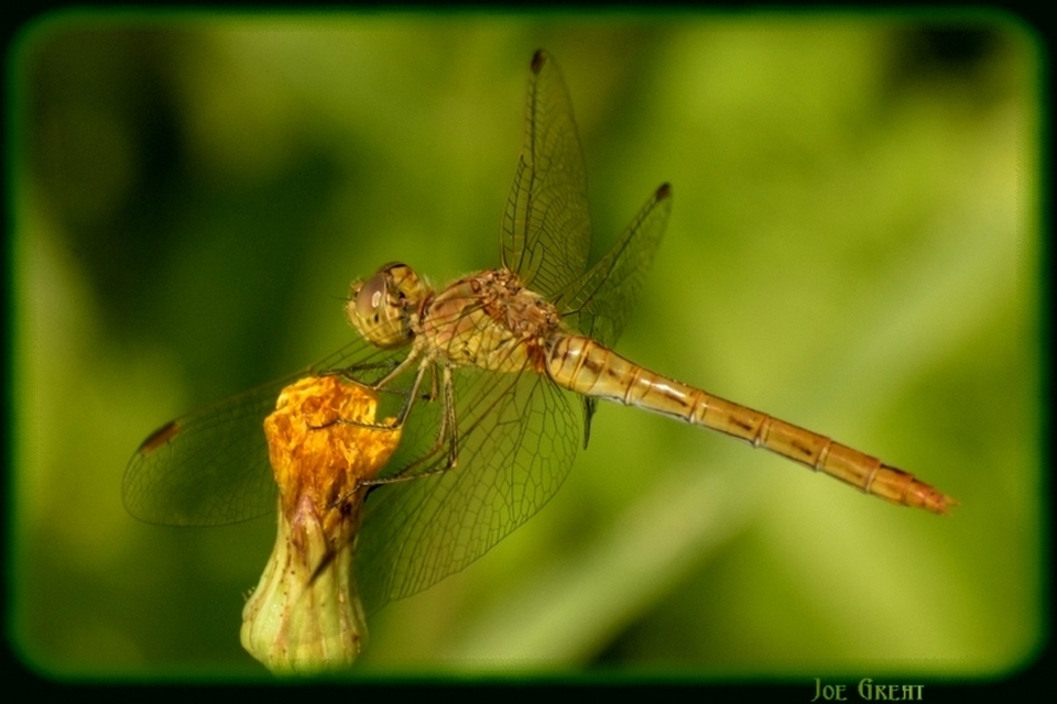 Sympetrum meridionale - fakó katona-szitakötő