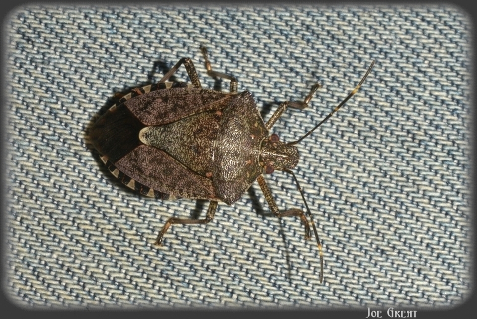 Halyomorpha halys - ázsiai márványospoloska