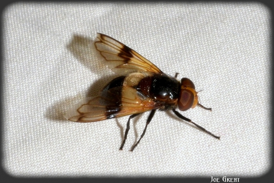 Volucella pellucens - üvegpotrohú pihelégy