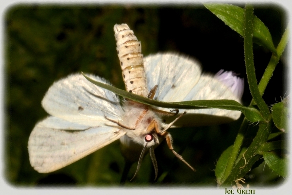 Spilosoma lubricipedum - tejszínű medvelepke