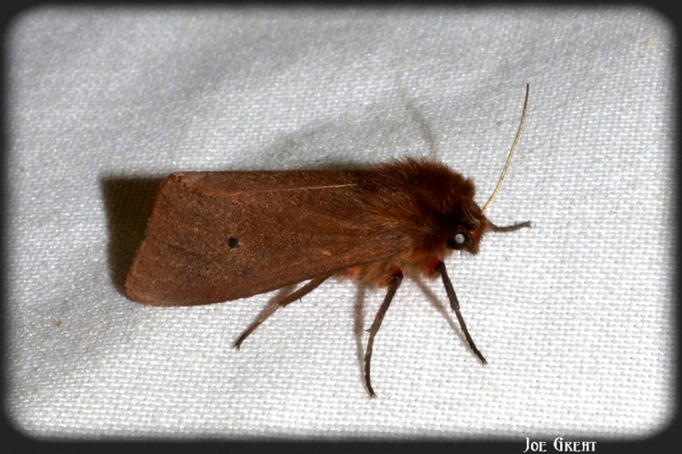 Phragmatobia fuliginosa - füstös medvelepke