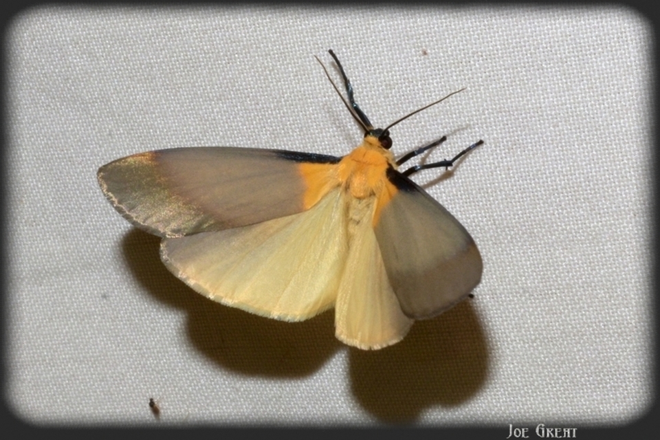 Lithosia quadra - négypettyes zuzmószövő
