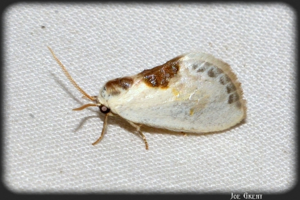 Cilix glaucata - törpe sarlósszövő