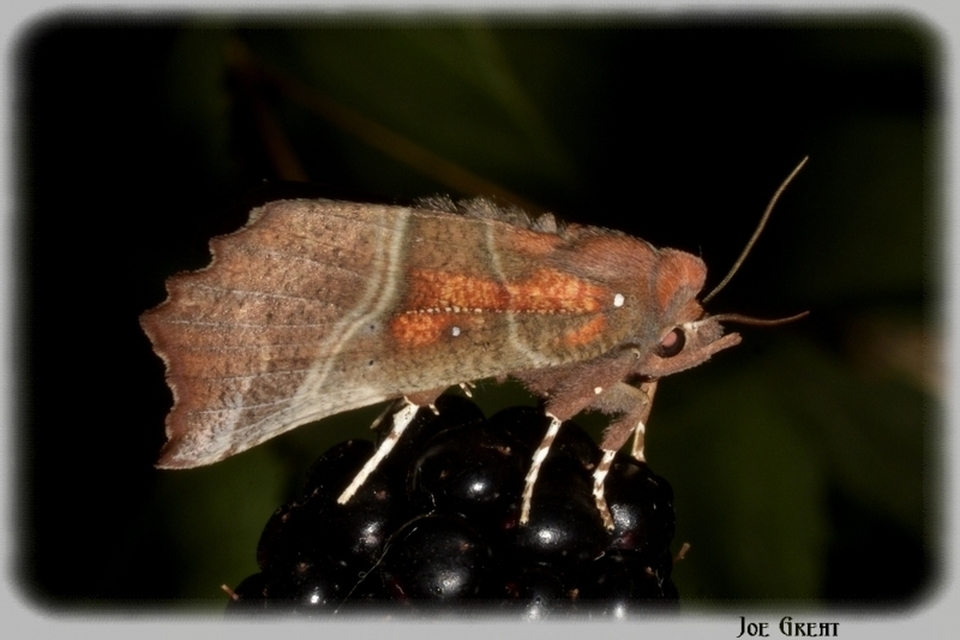 Scoliopteryx libatrix - vörös csipkésbagoly