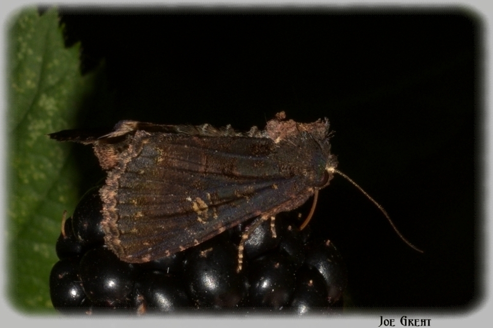 Mesapamea secalella/secalis