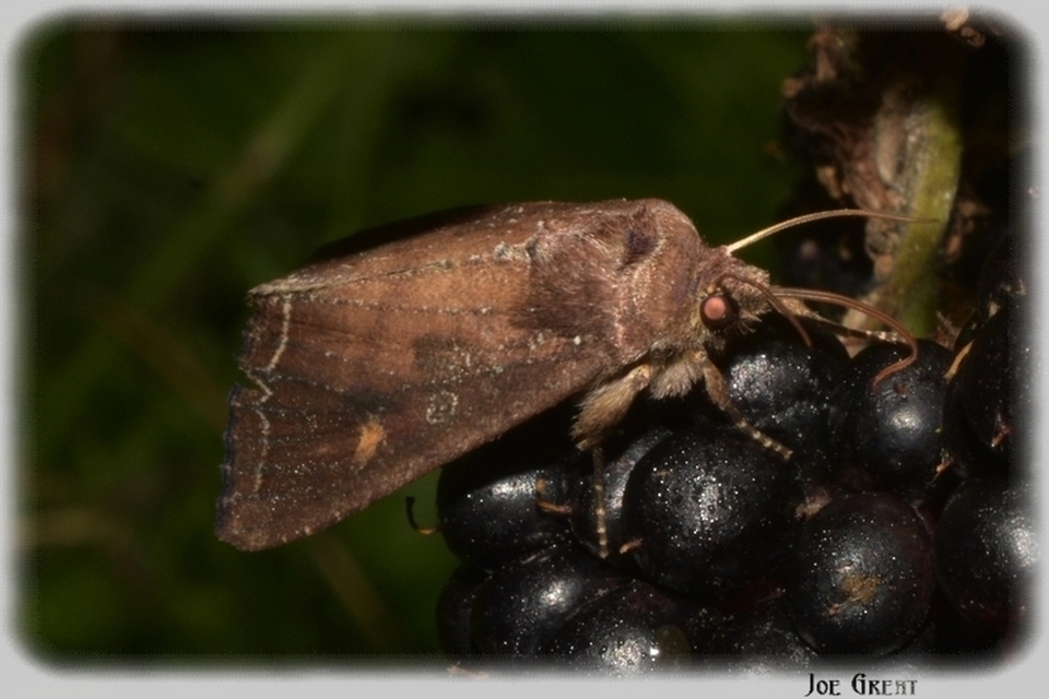 Lacanobia oleracea - saláta-kertibagoly