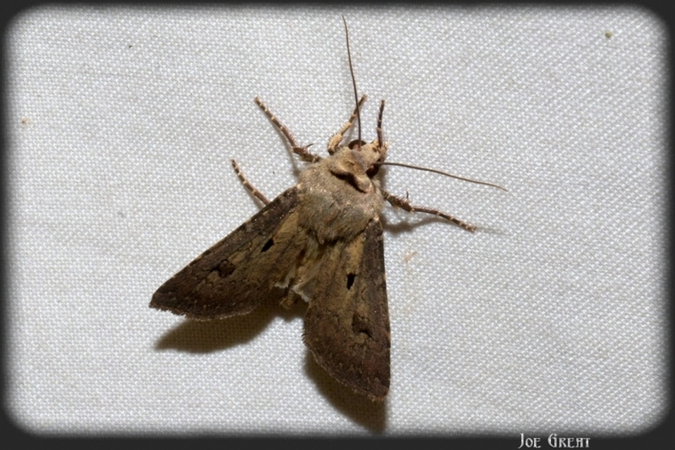 Agrotis exclamationis - felkiáltójeles földibagoly