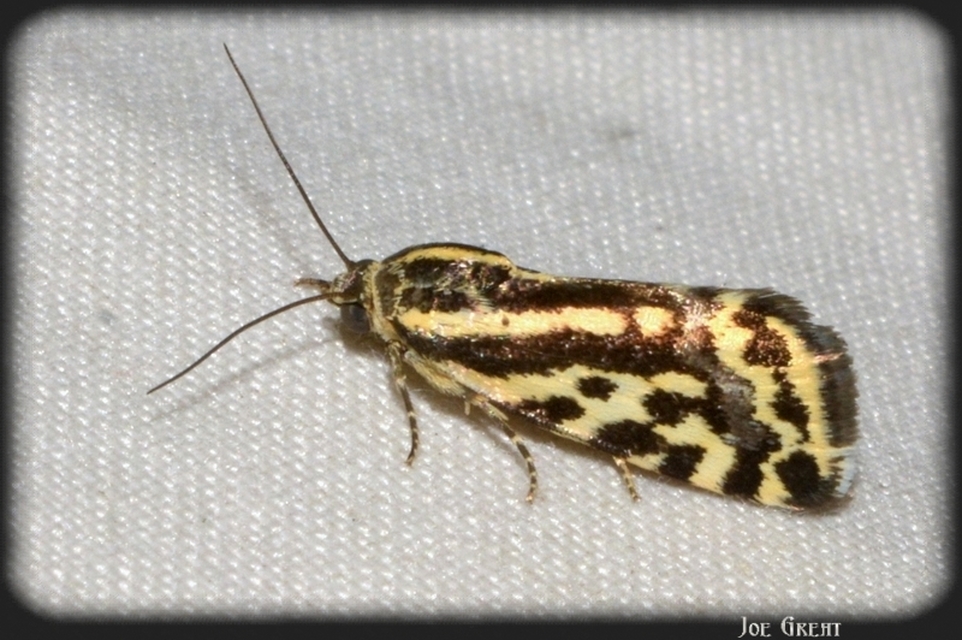 Emmelia trabealis - zebrabagoly