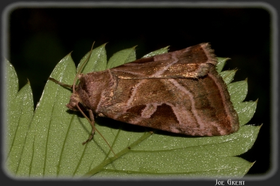 Eucarta virgo - mocsári ametisztbagoly