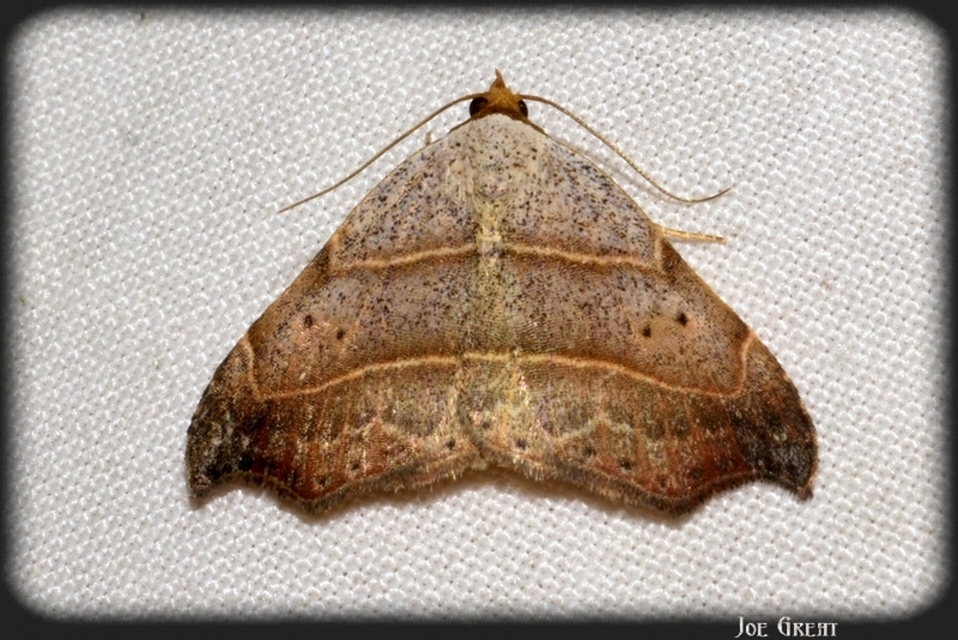 Laspeyria flexula - zuzmóbagoly