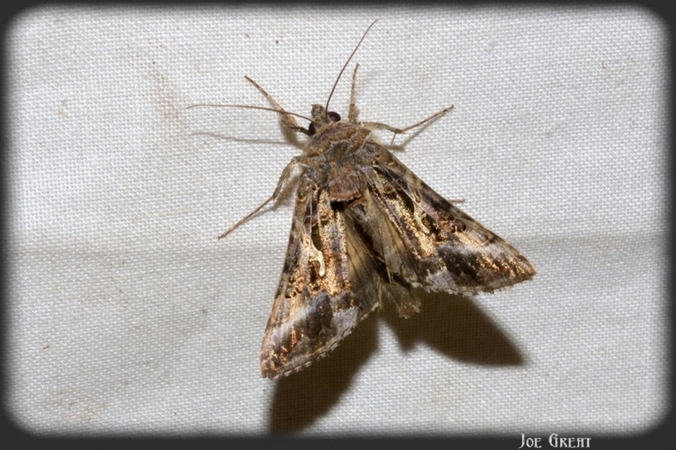 Autographa gamma - gammalepke