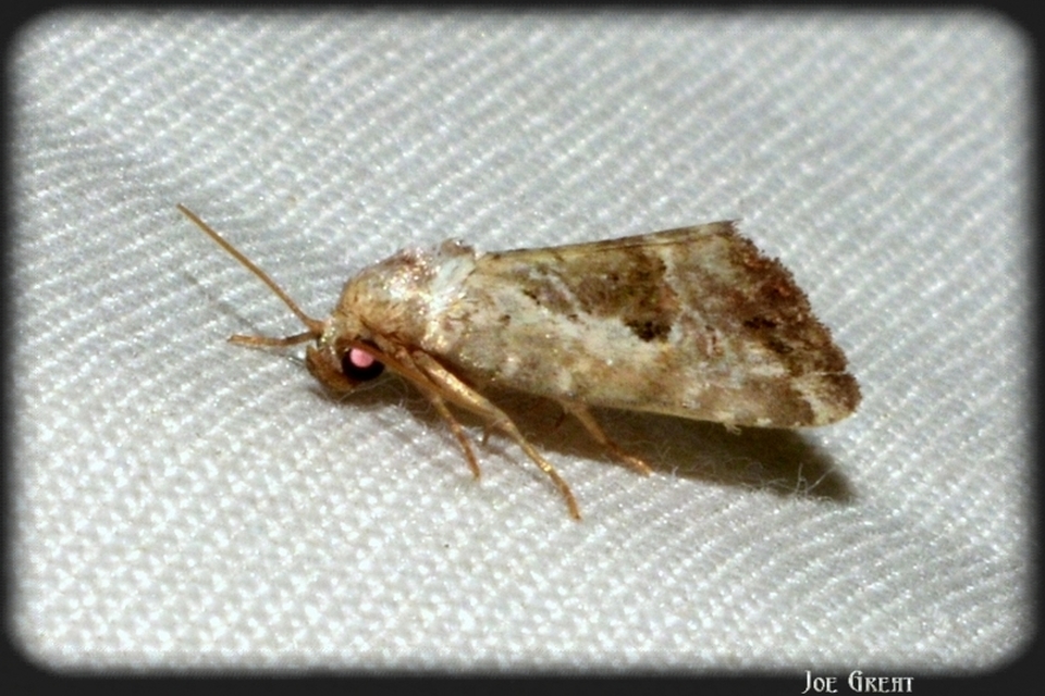 Hapalotis venustula - rózsaszínű mázasbagoly